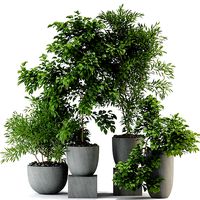 Plants collection 335