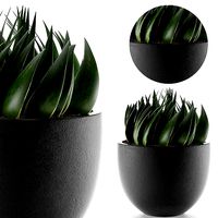 House Plant 24