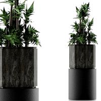 House Plant 20