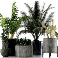 Plants Collection 20