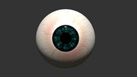 Human Eye 3D Model textures included