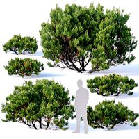 Pinus mugo Nr2 H60-260 cm Six tree set