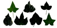 English Ivy Texture Pack - 17 Texture
