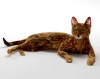 Bengal cat