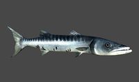 Barracuda
