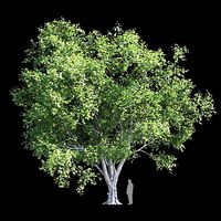 Platanus acerifolia 3