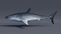 Great white shark - Carcharodon carcharias