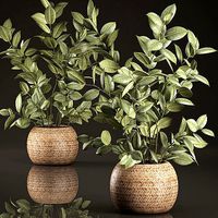 Decorative Ficus tree for the interior in basket 632
