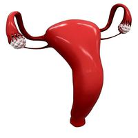 Female Reproductive System Section