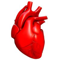 Human Heart