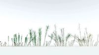 EVERYPlant Common Horsetail EXT --22 Models--