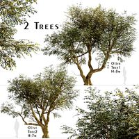 Set of Olive or Olea Europaea Trees - 2 Tree