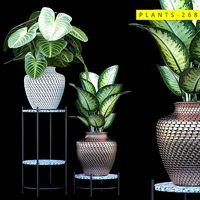 PLANTS 268