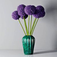 Allium
