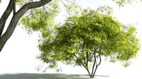 EVERYPlant Japanese Maple 02 --20 Models--