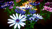 Flower Whirligig Daisies