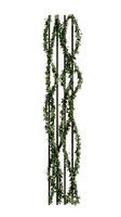 Ivy plant