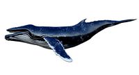 Humpback Whale Animated