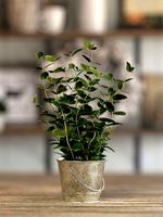 Potted Mint
