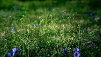 Shepherds Purse
