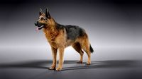 German Shepherd Rigged