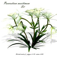 Flower Pancratium maritimum
