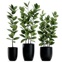 Ficus tree in flowerpots 630