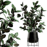 Ficus tree in flowerpots 629