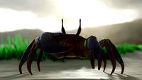 Ghost crab