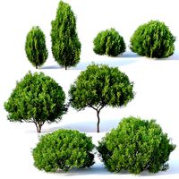Platycladus orientalis Nr1 Eight bushes set