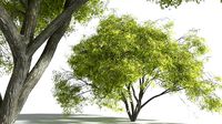 EVERYPlant Japanese Maple 01 --20 Models--