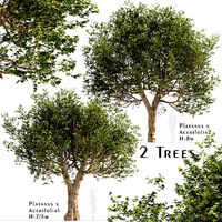 Set of Platanus acerifolia or London plane Trees - 2 Trees