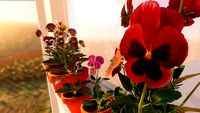 Viola Pansies