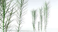 EVERYPlant Common Horsetail 09 --15 Models--