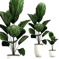 Decorative Licuala palm in a white flowerpot 522