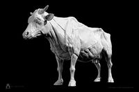 Cow-Bovine Anatomy | 3D
