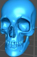 skull