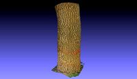 PART OF TREE