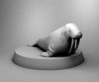Walrus | 3D