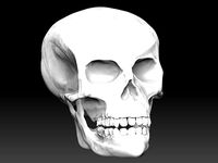 skull