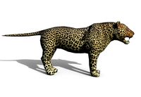 3D low poly Leopard