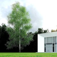 Betula Pendula 20m 005