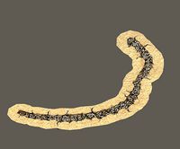 Semi - circular skeleton aisle 01