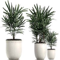 Decorative palm in a white flowerpot 521