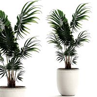 Decorative palm in a white flowerpot 519