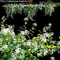 Trachelospermum Jasminoides - Star Jasmine creeper