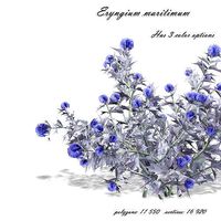 Flower Eryngium maritimum