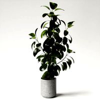 ficus elastica
