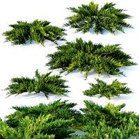 Juniperus sabina Nr1  Five bushes