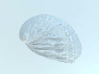 Shell Haliotis tuberculata lamellosa